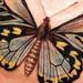 Tattoos - Butterfly - 66405
